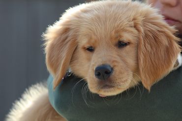 AKC Golden Retriever Puppies