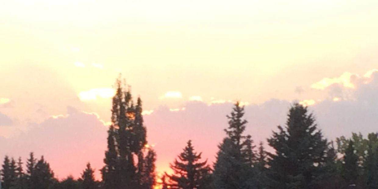 evening light over trees in calgary