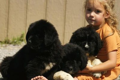 Puppies Rock River Newfoundlands