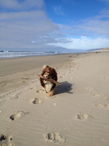 Sheltie Shelties Oregon breeder puppies puppy Shetland Sheepdog available dog Riverbend Washington