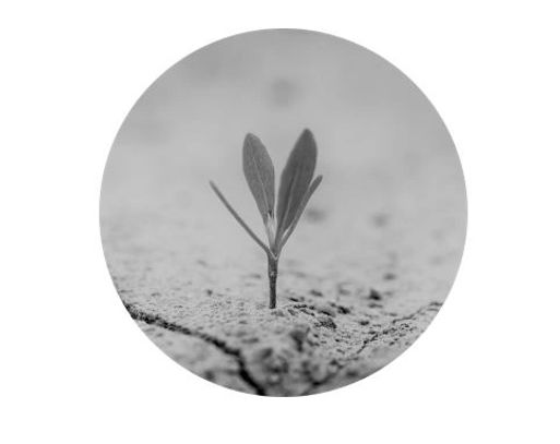 New plant sprout emerging from a dry soil, symbolising sustainable business growth. 