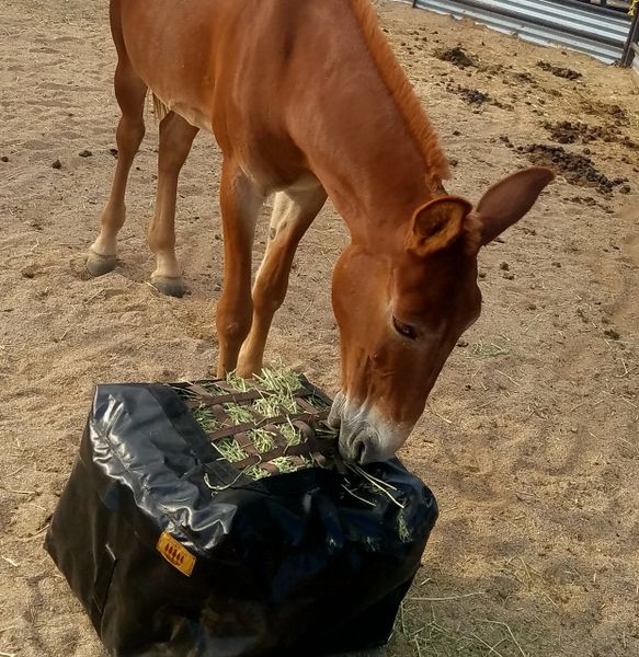 Grazer Bag Slow Feeder Full Top Panel Grazer Bags Feed Bags