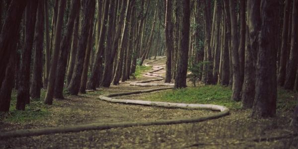 Pathway into the forest