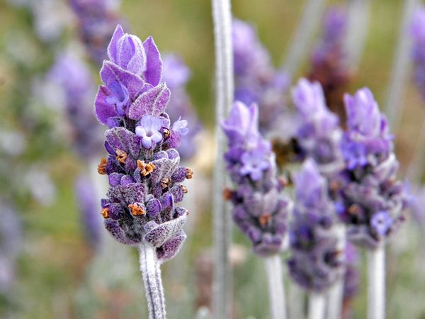 Lavender Soap