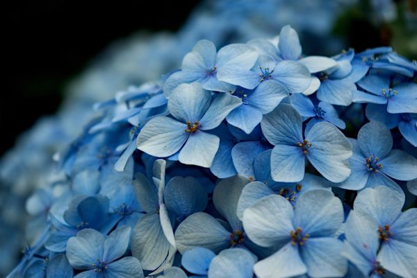 Hydrangea Soap