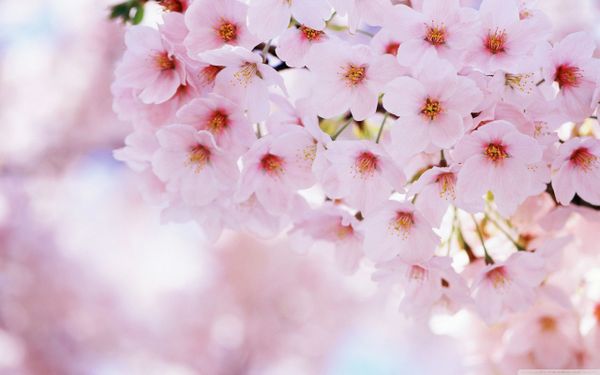 Japanese Cherry Blossom Soap