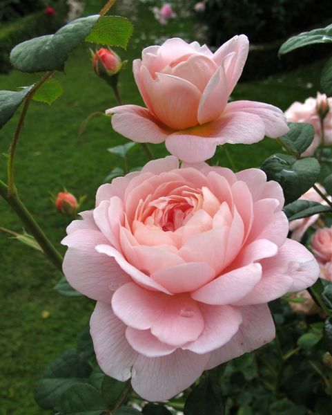 English Tea Rose Soap