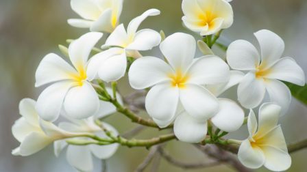 Plumeria Soap