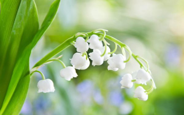 Lily of the Valley Soap