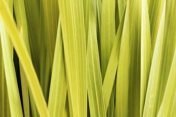 Lemongrass Soap