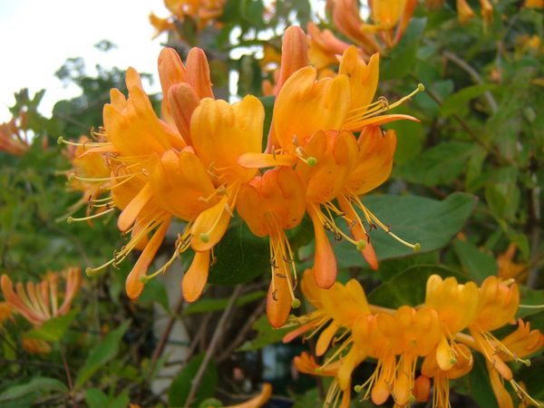 Honeysuckle Soap