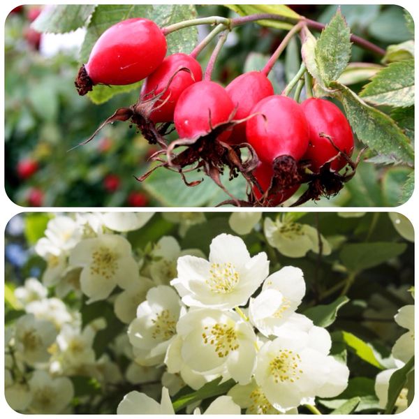 Rosehips & Jasmine Soap