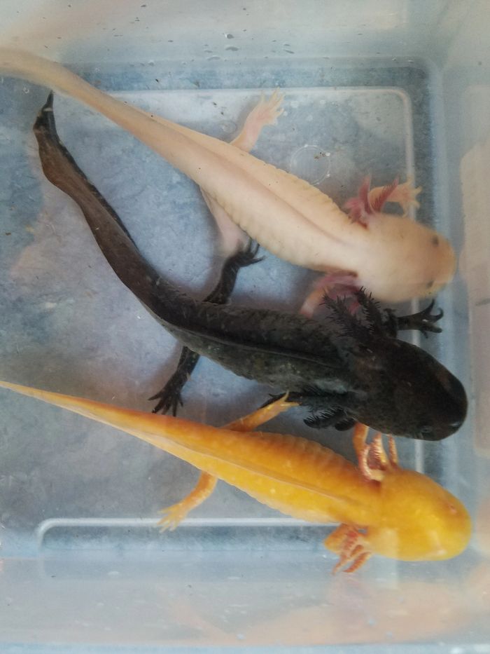 The Axolotl Lady Axolotl Axolotl Eggs The Axolotl Lady Axolotl Axolotl Eggs