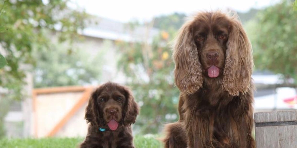 Sussex Spaniel, Sussex Spaniels, Hellfire Sussex Spaniels, Hellfire Sussex Spaniel Breeder of Merit