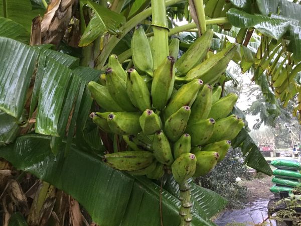 XL FRUIT ORINOCO banana READ my description Largest collection for sale on 
