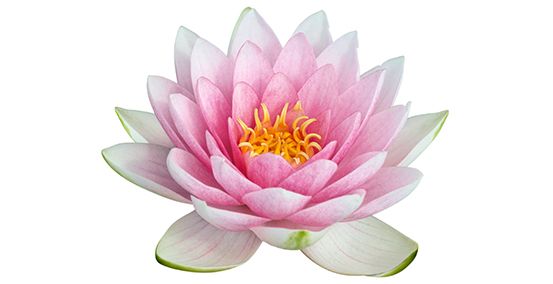 Pink and white lotus blossom