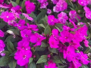 <img src="flowers.jpg" alt="purple annual flowers">