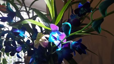 Dr Justin Lim Professor Yoland Lim Best Acupuncture Melbourne Knox Skin  Laser Acupuncture Menopause