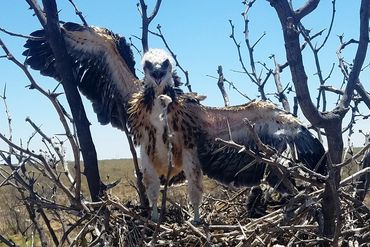 Baby red-tailed hawk in a nest with outstretched wings