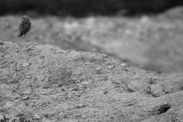 A tiny burrowing owl keeping watch near burrow