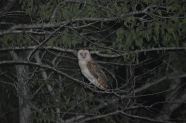 An owl in a tree at night