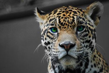 A colorful jaguar against a gray background with eye contrast enhanced