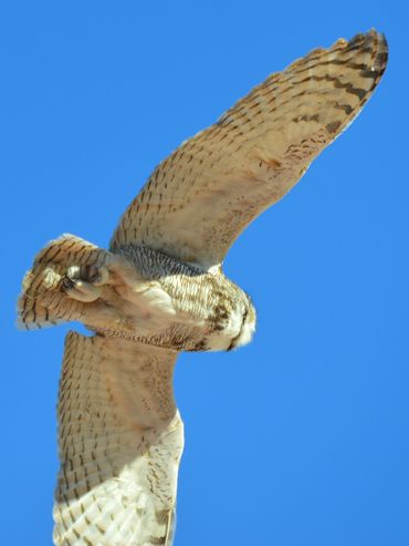 Bottom view of a large owl in flight