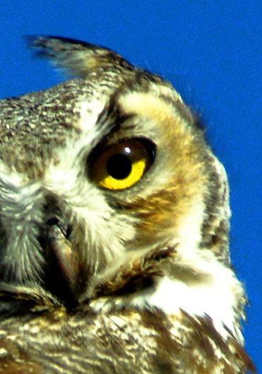 Close-up view of a horned owl