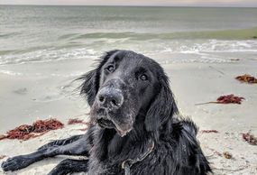 Animal Assisted Therapy in Charlotte helps with relationship issues and anxiety.          Counselor 