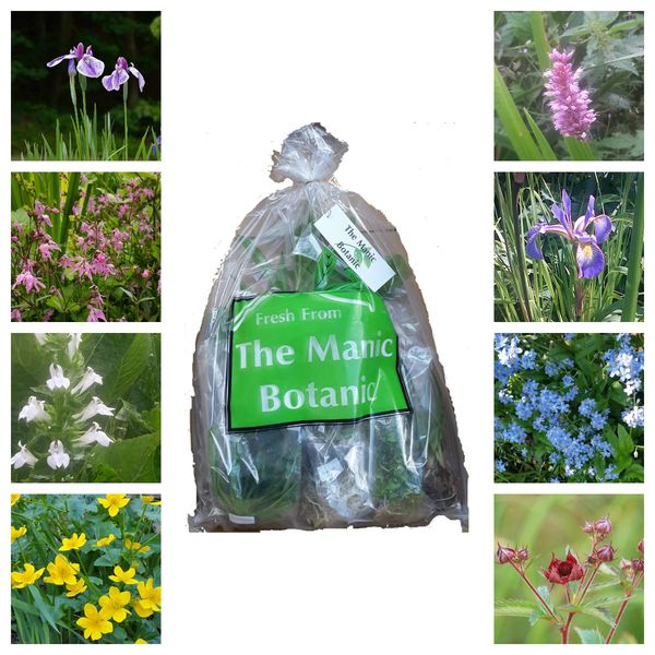 The Manic Botanic® Pollinating Pond Plant Mix of 8 Varieties - Bee Friendly!
