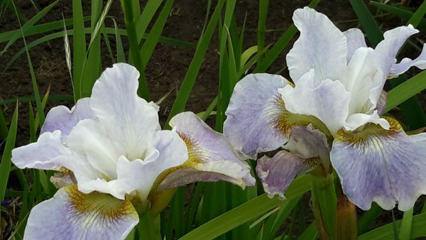 'Berliner Ouverture' - Siberian Iris