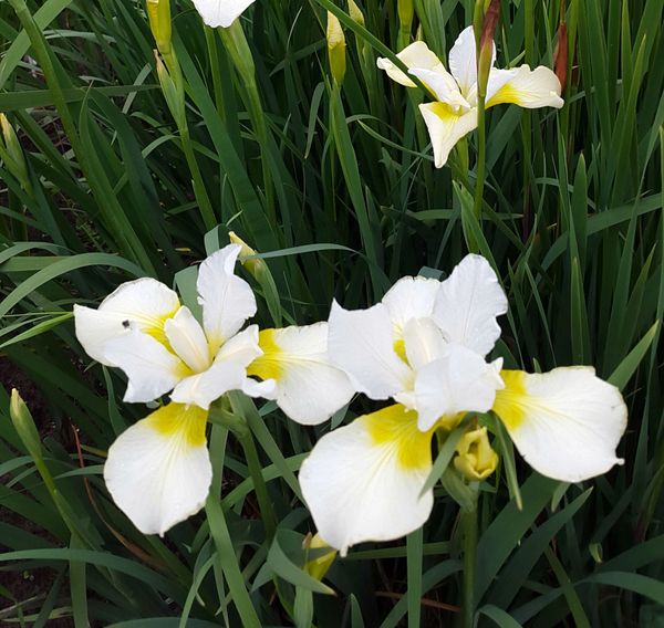 'Dreaming Yellow' - Siberian Iris