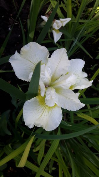 'Harpswell Happiness' - Siberian Iris