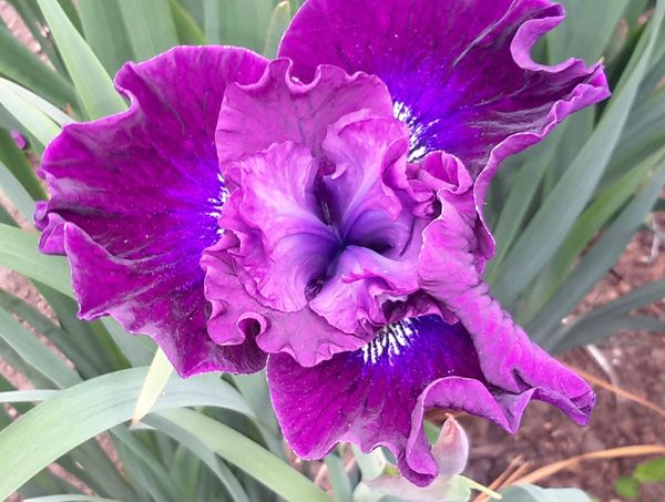 'Werderwein' - Siberian Iris