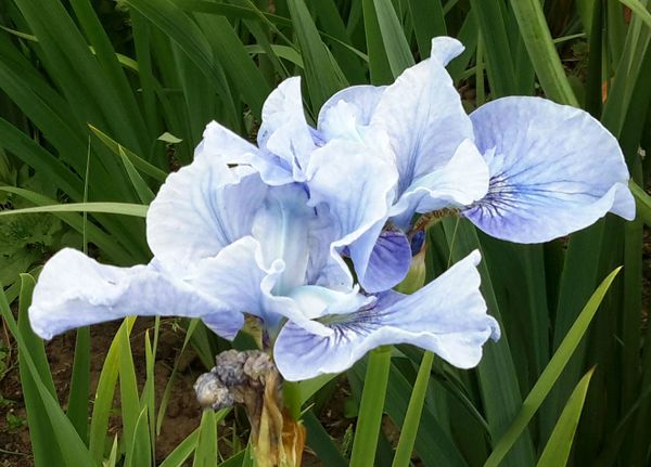 'Blaues Schweben' - Siberian Iris