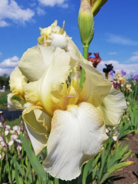 'Benton Primrose' Tall Bearded Iris - Rare Historic Iris