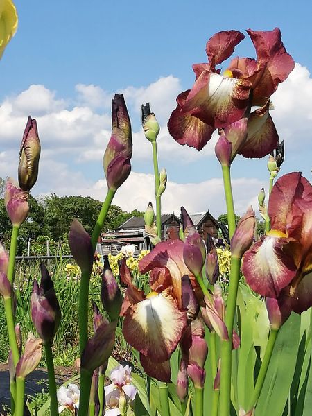 'Benton Shelia' Tall Bearded Iris - Rare Historic Iris
