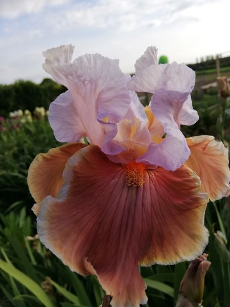 'Magharee' Tall Bearded Iris