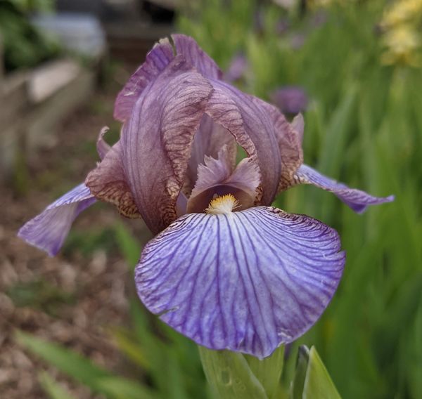 'Bangles' Miniature Tall Bearded Iris
