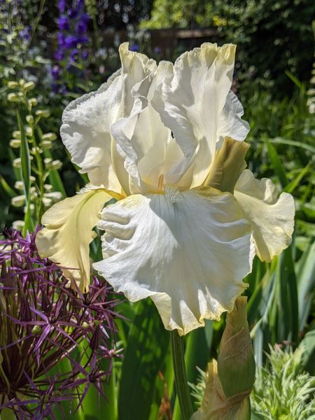 'Kiss of Summer' Tall Bearded Iris