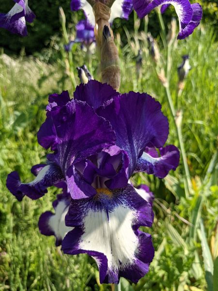 'Stepping Out' Tall Bearded Iris