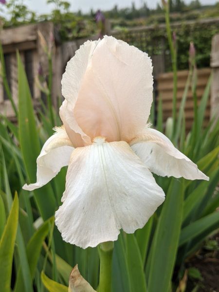 'Pearly Dawn' Tall Bearded Iris