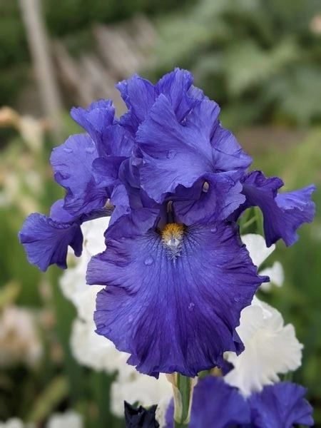 'Blue Suede Shoes' Tall Bearded Iris
