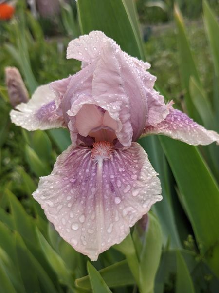 'Raspberry Blush' Intermediate Bearded Iris