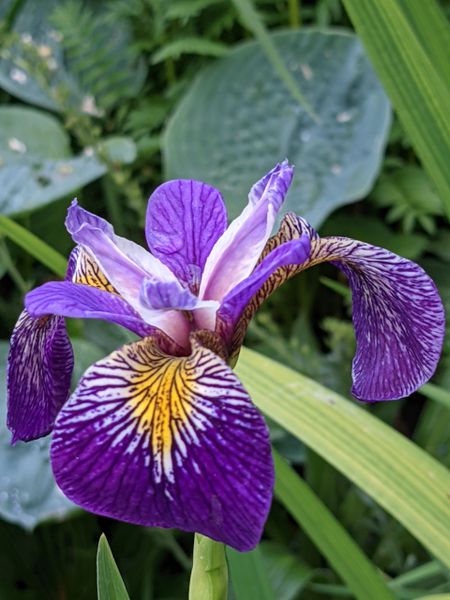 Iris pseudacorus 'Holdens Child'