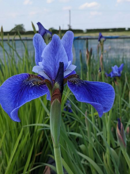 'Lincolnshire Orpheus' - Siberian Iris