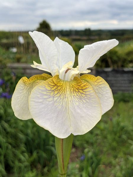 'Lincolnshire Grace' - Siberian Iris