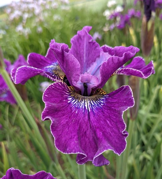 'Weinkoenigin' - Siberian Iris