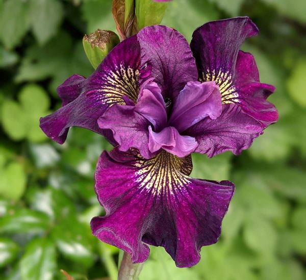 'Lincolnshire Ruby' - Siberian Iris