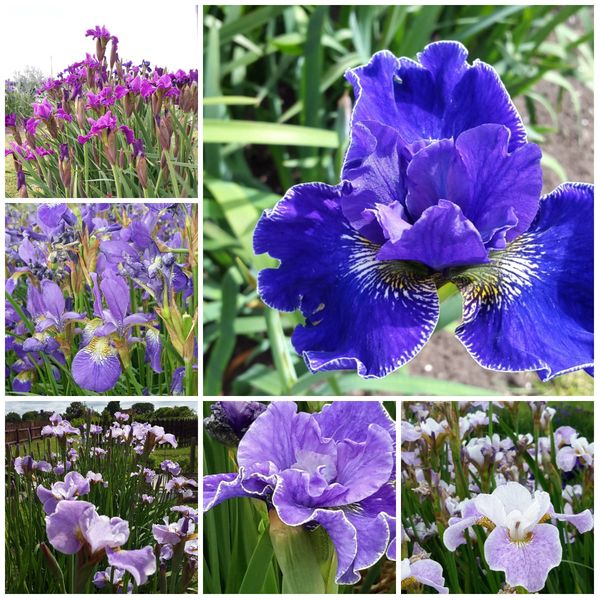 Iris sibirica - Pack of 6 - Tomas Tamberg Bred Siberian Iris